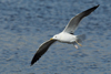 1cy fuscus in August, ringed in Finland. (81365 bytes)